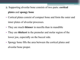 2. Supporting alveolar bone consists of two parts: cortical
plates and spongy bone
• Cortical plates consist of compact bone and form the outer and
inner plates of alveolar processes.
• They are much thinner in maxilla than in mandible
• They are thickest in the premolar and molar region of the
lower jaw, especially on the buccal side.
• Spongy bone fills the area between the cortical plates and
alveolar bone proper.
 