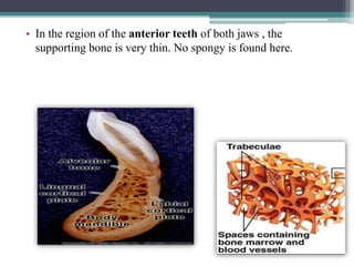• In the region of the anterior teeth of both jaws , the
supporting bone is very thin. No spongy is found here.
 