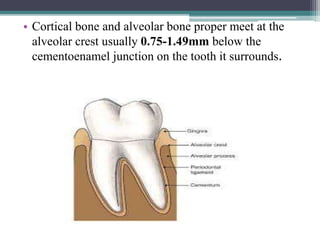 • Cortical bone and alveolar bone proper meet at the
alveolar crest usually 0.75-1.49mm below the
cementoenamel junction on the tooth it surrounds.
 
