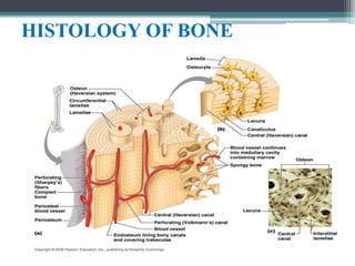 HISTOLOGY OF BONE
 