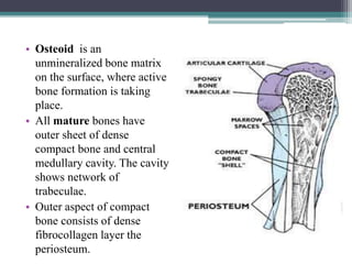 • Osteoid is an
unmineralized bone matrix
on the surface, where active
bone formation is taking
place.
• All mature bones have
outer sheet of dense
compact bone and central
medullary cavity. The cavity
shows network of
trabeculae.
• Outer aspect of compact
bone consists of dense
fibrocollagen layer the
periosteum.
 