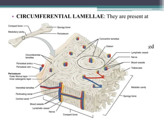 • CIRCUMFERENTIAL LAMELLAE: They are present at
the periosteal and endosteal surface arranged parallelly.
• HAVERSIAN SYSTEM / OSTEON : Deep to the
circumferential lamellae ,the concentric lamellae are arranged
concentrically around HAVERSIAN CANAL together
known as the haversian system.
• The adult bones, in between the osteons contain interstitial
lamellae.
• Adjacent haversian canals are interconnected by
Volkmann’s canals.
 