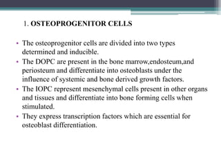 1. OSTEOPROGENITOR CELLS
• The osteoprogenitor cells are divided into two types
determined and inducible.
• The DOPC are present in the bone marrow,endosteum,and
periosteum and differentiate into osteoblasts under the
influence of systemic and bone derived growth factors.
• The IOPC represent mesenchymal cells present in other organs
and tissues and differentiate into bone forming cells when
stimulated.
• They express transcription factors which are essential for
osteoblast differentiation.
 