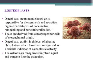 .
2.OSTEOBLASTS
• Osteoblasts are mononucleated cells
responsible for the synthesis and secretion
organic constituents of bone matrix,
remodelling and bone mineralization.
• These are derived from osteoprogenitor cells
of mesenchymal origin.
• Osteoblasts exhibit high level of alkaline
phosphatase which have been recognized as
a reliable indicator of osteoblastic activity.
• The osteoblasts recognize resorptive signal
and transmit it to the osteoclast.
 