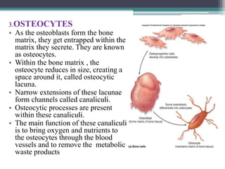 3.OSTEOCYTES
• As the osteoblasts form the bone
matrix, they get entrapped within the
matrix they secrete. They are known
as osteocytes.
• Within the bone matrix , the
osteocyte reduces in size, creating a
space around it, called osteocytic
lacuna.
• Narrow extensions of these lacunae
form channels called canaliculi.
• Osteocytic processes are present
within these canaliculi.
• The main function of these canaliculi
is to bring oxygen and nutrients to
the osteocytes through the blood
vessels and to remove the metabolic
waste products
 