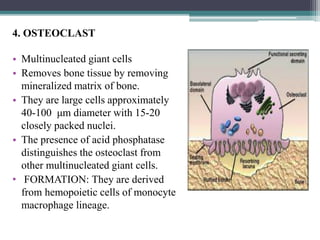 4. OSTEOCLAST
• Multinucleated giant cells
• Removes bone tissue by removing
mineralized matrix of bone.
• They are large cells approximately
40-100 μm diameter with 15-20
closely packed nuclei.
• The presence of acid phosphatase
distinguishes the osteoclast from
other multinucleated giant cells.
• FORMATION: They are derived
from hemopoietic cells of monocyte
macrophage lineage.
 