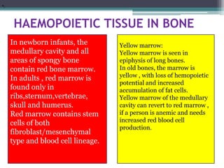 HAEMOPOIETIC TISSUE IN BONE
In newborn infants, the
medullary cavity and all
areas of spongy bone
contain red bone marrow.
In adults , red marrow is
found only in
ribs,sternum,vertebrae,
skull and humerus.
Red marrow contains stem
cells of both
fibroblast/mesenchymal
type and blood cell lineage.
Yellow marrow:
Yellow marrow is seen in
epiphysis of long bones.
In old bones, the marrow is
yellow , with loss of hemopoietic
potential and increased
accumulation of fat cells.
Yellow marrow of the medullary
cavity can revert to red marrow ,
if a person is anemic and needs
increased red blood cell
production.
•,
 