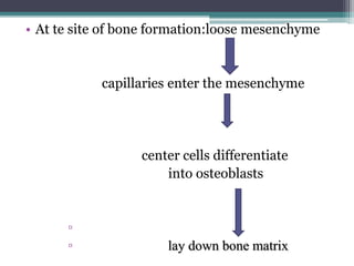 • At te site of bone formation:loose mesenchyme
capillaries enter the mesenchyme
center cells differentiate
into osteoblasts
▫
▫ lay down bone matrix
 