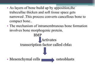 • As layers of bone build up by apposition,the
trabecullae thicken and soft tissue space gets
narrowed .This process converts cancellous bone to
compact bone..
• The mechanism of intramembranous bone formation
involves bone morphogenic protein.
BMP
Activates
transcription factor called cbfa1
• Mesenchymal cells osteoblasts
 