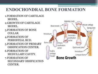 ENDOCHONDRAL BONE FORMATION
1.FORMATION OF CARTILAGE
MODEL.
2.GROWTH OF CARTILAGE
MODEL.
3.FORMATION OF BONE
COLLAR.
4.FORMATION OF
PERIOSTEAL BUD.
5.FORMATION OF PRIMARY
OSSIFICATION CENTER.
6.FORMATION OF
MEDULLARY CAVITY.
7.FORMATION OF
SECONDARY OSSIFICATION
CENTER.
 