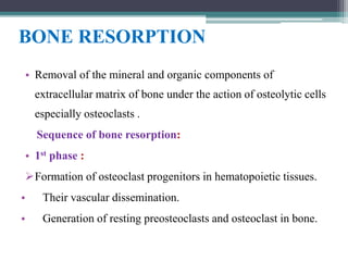 BONE RESORPTION
• Removal of the mineral and organic components of
extracellular matrix of bone under the action of osteolytic cells
especially osteoclasts .
Sequence of bone resorption:
• 1st phase :
Formation of osteoclast progenitors in hematopoietic tissues.
• Their vascular dissemination.
• Generation of resting preosteoclasts and osteoclast in bone.
 