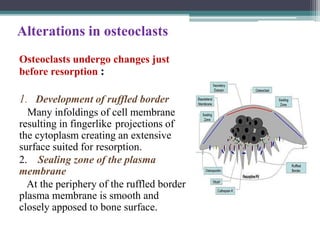 Alterations in osteoclasts
Osteoclasts undergo changes just
before resorption :
1. Development of ruffled border
Many infoldings of cell membrane
resulting in fingerlike projections of
the cytoplasm creating an extensive
surface suited for resorption.
2. Sealing zone of the plasma
membrane
At the periphery of the ruffled border
plasma membrane is smooth and
closely apposed to bone surface.
 