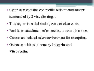 • Cytoplasm contains contractile actin microfilaments
surrounded by 2 vinculin rings .
• This region is called sealing zone or clear zone.
• Facilitates attachment of osteoclast to resorption sites.
• Creates an isolated microenvironment for resorption.
• Osteoclasts binds to bone by Integrin and
Vitronectin.
 