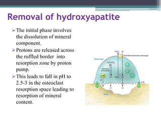 Removal of hydroxyapatite
The initial phase involves
the dissolution of mineral
component.
Protons are released across
the ruffled border into
resorption zone by proton
pump.
This leads to fall in pH to
2.5-3 in the osteoclast
resorption space leading to
resorption of mineral
content.
 