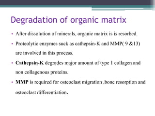 Degradation of organic matrix
• After dissolution of minerals, organic matrix is is resorbed.
• Proteolytic enzymes suck as cathepsin-K and MMP( 9 &13)
are involved in this process.
• Cathepsin-K degrades major amount of type 1 collagen and
non collagenous proteins.
• MMP is required for osteoclast migration ,bone resorption and
osteoclast differentiation.
 