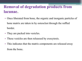 Removal of degradation products from
lacunae.
• Once liberated from bone, the organic and inorganic particles of
bone matrix are taken in by osteoclast through the ruffled
border.
• They are packed into vesicles.
• These vesicles are then releassed by exocytosis.
• This indicates that the matrix components are released away
from the bone.
 