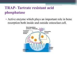 TRAP- Tartrate resistant acid
phosphatase
• Active enzyme which plays an important role in bone
resorption both inside and outside osteoclast cell.
 