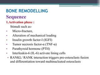 BONE REMODELLING
Sequence
1.Activation phase :
Stimuli such as-
• Micro-fracture,
• Alteration of mechanical loading
• Insulin growth factor-I (IGFI)
• Tumor necrosis factor-α (TNF-α)
• Parathyroid hormone (PTH)
• Interleukin-6 (IL-6) activate lining cells
• RANKL/ RANK interaction triggers pre-osteoclasts fusion
and differentiation toward multinucleated osteoclasts
 