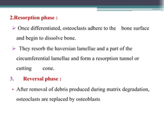 2.Resorption phase :
 Once differentiated, osteoclasts adhere to the bone surface
and begin to dissolve bone.
 They resorb the haversian lamellae and a part of the
circumferential lamellae and form a resorption tunnel or
cutting cone.
3. Reversal phase :
• After removal of debris produced during matrix degradation,
osteoclasts are replaced by osteoblasts
 