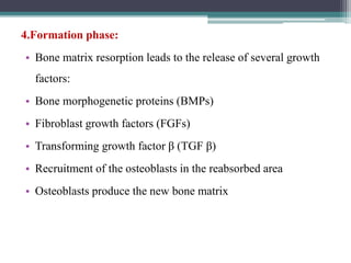 4.Formation phase:
• Bone matrix resorption leads to the release of several growth
factors:
• Bone morphogenetic proteins (BMPs)
• Fibroblast growth factors (FGFs)
• Transforming growth factor β (TGF β)
• Recruitment of the osteoblasts in the reabsorbed area
• Osteoblasts produce the new bone matrix
 
