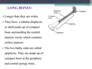 LONG BONES:
Longer than they are wider.
They have a tubular diaphysis
or shaft,made up of compact
bone surrounding the central
marrow cavity which contains
yellow marrow.
The two bulky ends are called
epiphysis. They are made up of
compact bone at the periphery
and central spongy bone.
 