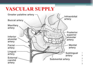 VASCULAR SUPPLY
 