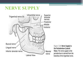 NERVE SUPPLY
 