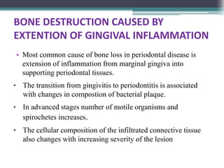 BONE DESTRUCTION CAUSED BY
EXTENTION OF GINGIVAL INFLAMMATION
• Most common cause of bone loss in periodontal disease is
extension of inflammation from marginal gingiva into
supporting periodontal tissues.
• The transition from gingivitis to periodontitis is associated
with changes in compostion of bacterial plaque.
• In advanced stages number of motile organisms and
spirochetes increases.
• The cellular composition of the infiltrated connective tissue
also changes with increasing severity of the lesion
 
