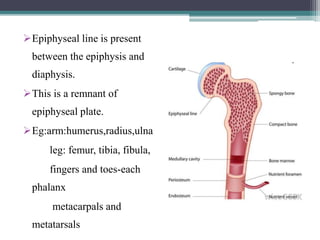 Epiphyseal line is present
between the epiphysis and
diaphysis.
This is a remnant of
epiphyseal plate.
Eg:arm:humerus,radius,ulna
leg: femur, tibia, fibula,
fingers and toes-each
phalanx
metacarpals and
metatarsals
 