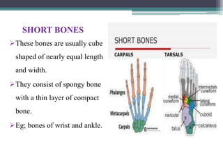SHORT BONES
These bones are usually cube
shaped of nearly equal length
and width.
They consist of spongy bone
with a thin layer of compact
bone.
Eg; bones of wrist and ankle.
 