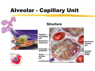 Alveolar Capillary Unit | PPT