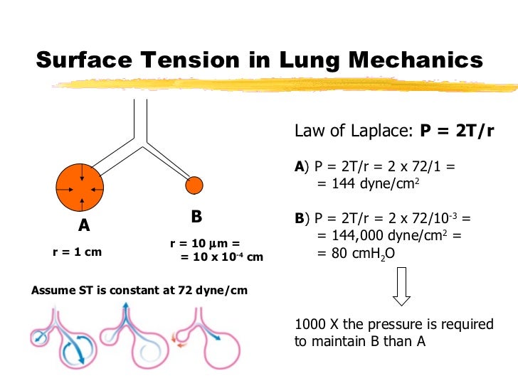 Capillary and surface tension ppt Telegraph