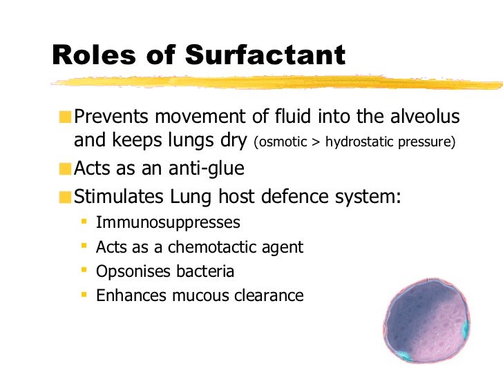 Alveolar Capillary Unit