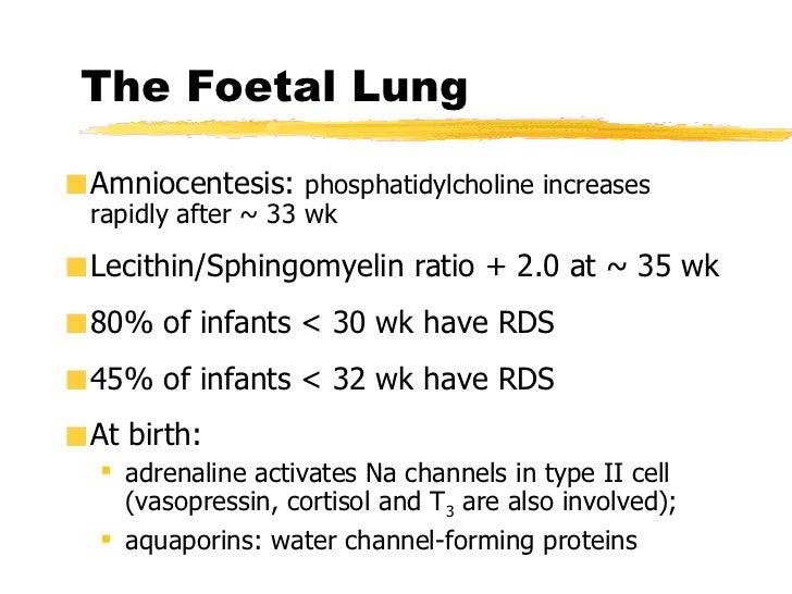 Alveolar Capillary Unit