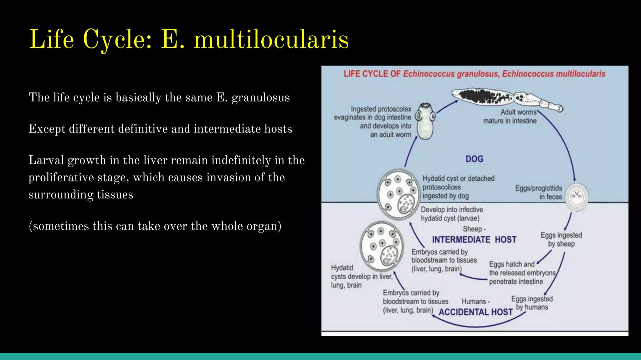 Echinococcosis | PPT