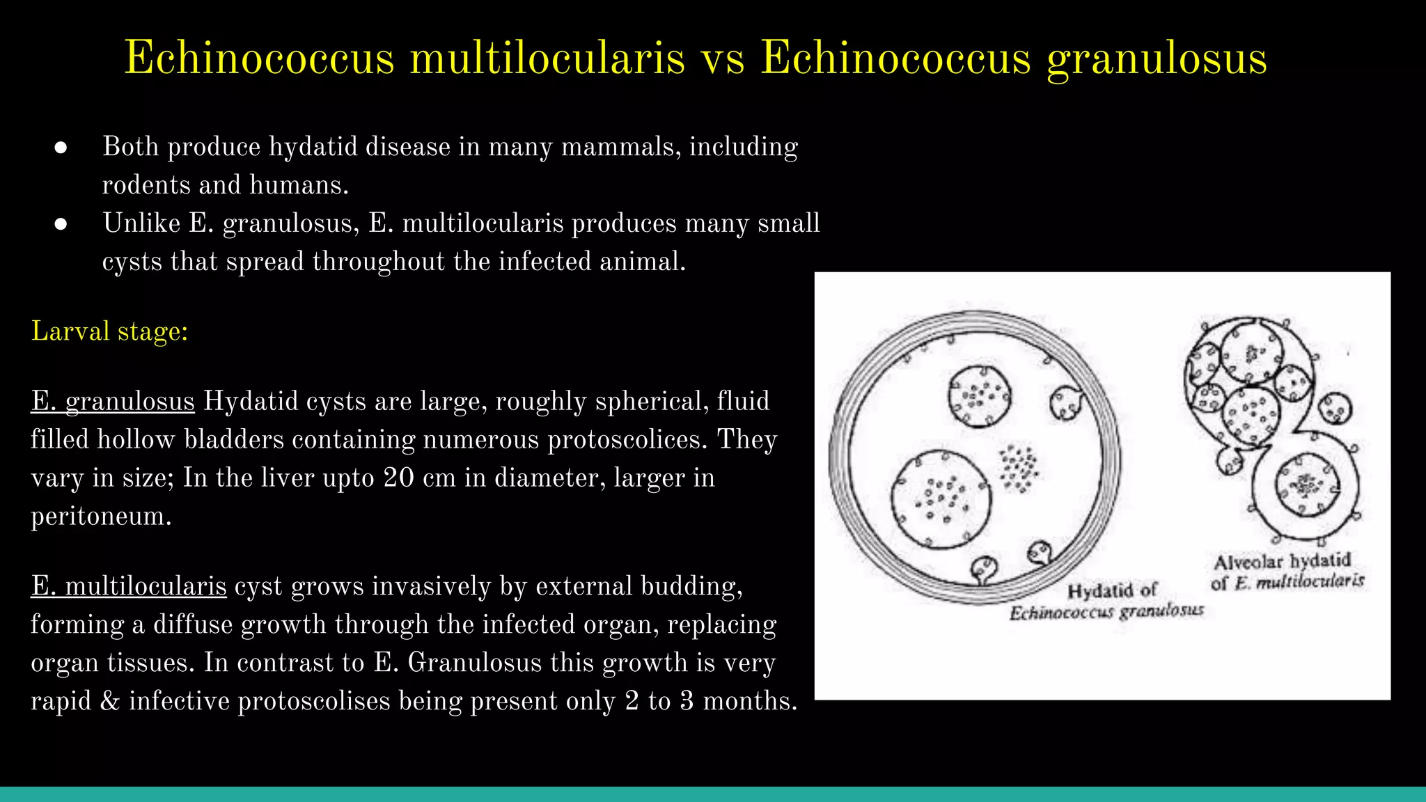 Echinococcosis | PPTX