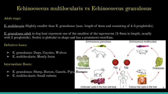 dissertation aspects of echinococcosis
