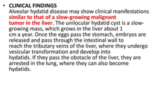 • CLINICAL FINDINGS
Alveolar hydatid disease may show clinical manifestations
similar to that of a slow-growing malignant
tumor in the liver. The unilocular hydatid cyst is a slow-
growing mass, which grows in the liver about 1
cm a year. Once the eggs pass the stomach, embryos are
released and pass through the intestinal wall to
reach the tributary veins of the liver, where they undergo
vesicular transformation and develop into
hydatids. If they pass the obstacle of the liver, they are
arrested in the lung, where they can also become
hydatids.
 