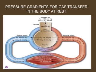 PRESSURE GRADIENTS FOR GAS TRANSFER
IN THE BODY AT REST
 