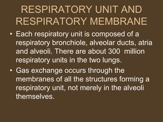 RESPIRATORY UNIT AND
RESPIRATORY MEMBRANE
• Each respiratory unit is composed of a
respiratory bronchiole, alveolar ducts, atria
and alveoli. There are about 300 million
respiratory units in the two lungs.
• Gas exchange occurs through the
membranes of all the structures forming a
respiratory unit, not merely in the alveoli
themselves.
 