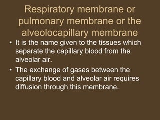 Respiratory membrane or
pulmonary membrane or the
alveolocapillary membrane
• It is the name given to the tissues which
separate the capillary blood from the
alveolar air.
• The exchange of gases between the
capillary blood and alveolar air requires
diffusion through this membrane.
 
