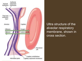 Ultra structure of the
alveolar respiratory
membrane, shown in
cross section.
 