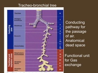 Tracheo-bronchial tree
Functional unit
for Gas
exchange
Conducting
pathway for
the passage
of air.
Anatomical
dead space
 