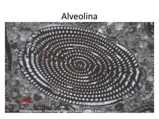 Alveolina
 