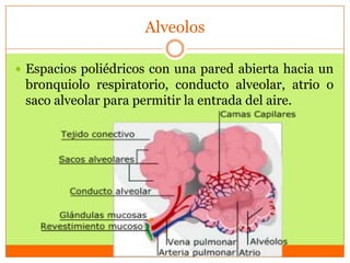 Alveolos
 Espacios poliédricos con una pared abierta hacia un

bronquiolo respiratorio, conducto alveolar, atrio o
saco alveolar para permitir la entrada del aire.

 