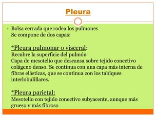 Alveolos Pulmonares - Histología de Lesson