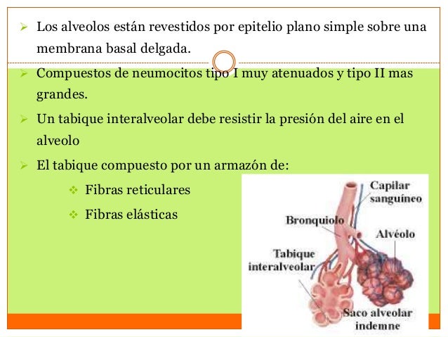 Alveolos Pulmonares Histología De Lesson