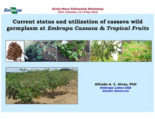 Ginés-Mera Fellowship Workshop
                  CIAT, Colombia, 12-13 May 2010



  Current status and utilization of cassava wild
germplasm at Embrapa Cassava & Tropical Fruits




                                             Alfredo A. C. Alves, PhD
                                                   Embrapa Labex-USA
                                                    Genetic Resources
 