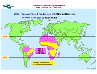 Current status and utilization of cassava wild Ginés-Mera Fellowship Workshop CIAT, Colombia, 12-13 May 2010 germplasm at Embrapa Cassava & Tropical Fruits