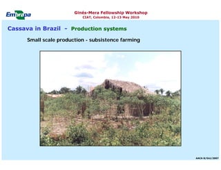 Current status and utilization of cassava wild Ginés-Mera Fellowship Workshop CIAT, Colombia, 12-13 May 2010 germplasm at Embrapa Cassava & Tropical Fruits